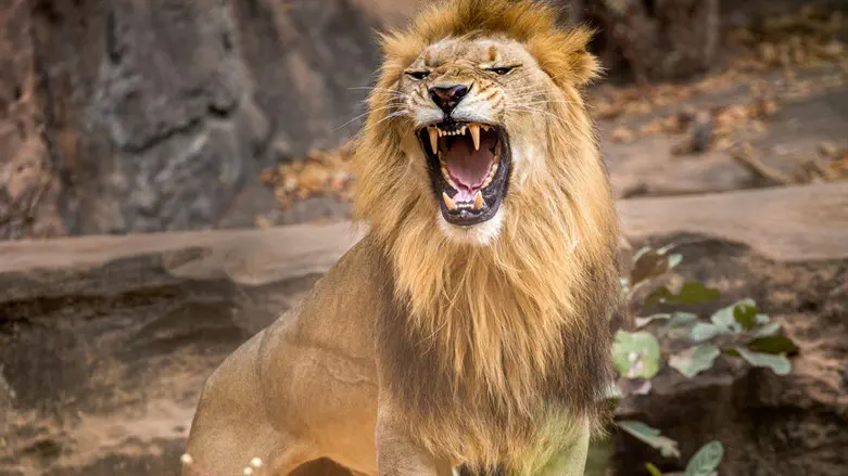 Between humans, lions, and hyenas