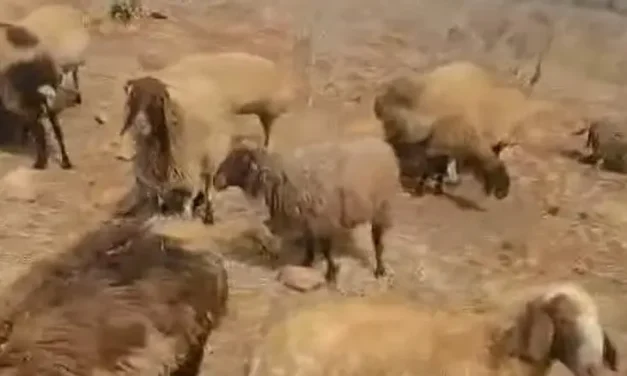 Severe poisoning attack kills nine sheep, shepherding dog near Alon Road