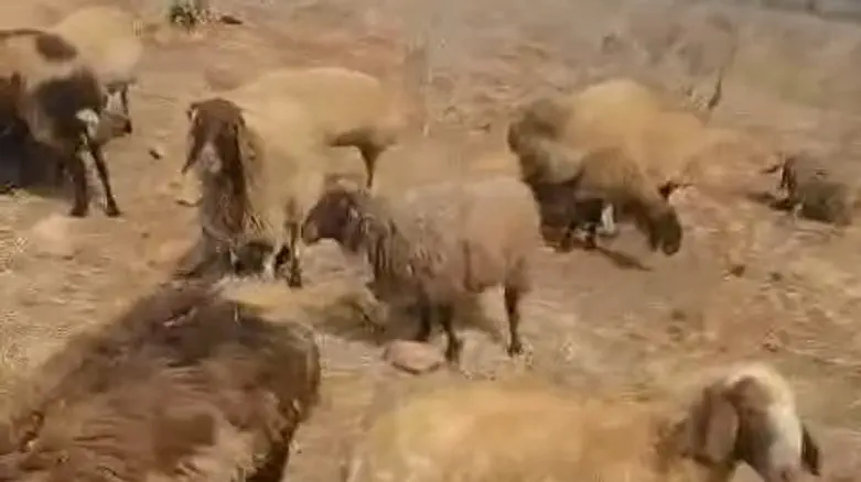 Severe poisoning attack kills nine sheep, shepherding dog near Alon Road