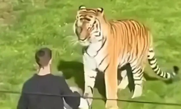 Man killed in tiger attack at UK wildlife park