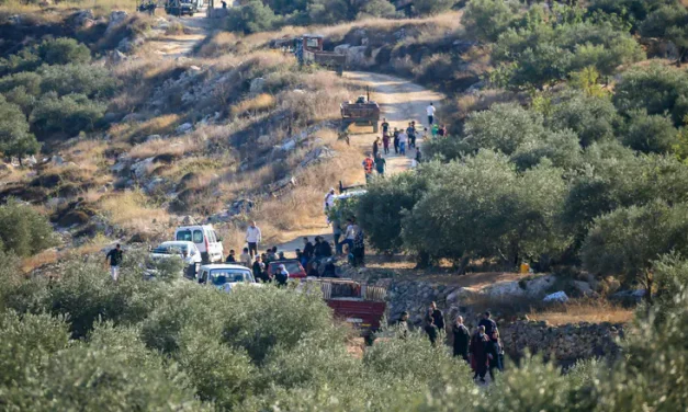 Father and son deported from Israel over illegal olive harvest