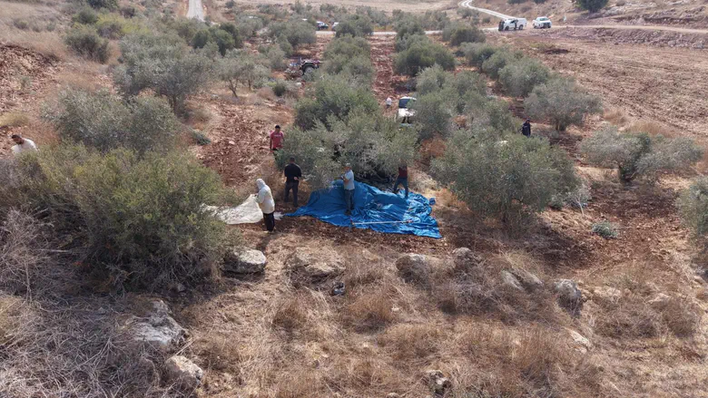IDF: Vast majority of Judea and Samaria olive harvests proceed peacefully