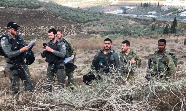 Israel’s olive harvest policy leaves Palestinian farmers shut out – opinion