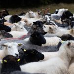 Ancient sheep virus traced through DNA preserved in medieval manuscripts