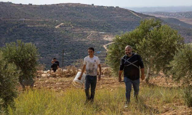 IDF completes preparations for West Bank olive harvest, as nationalist violence, clashes expected
