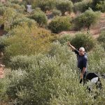 Palestinian farmers petition High Court over three years of blocked access to West Bank land