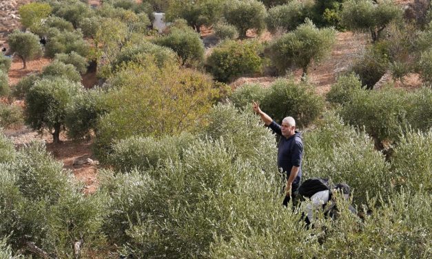 Israel Police, Shin Bet launch manhunt for armed man in military uniform in Kafr Kara olive grove
