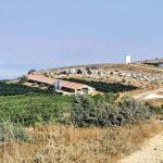 Planting hope in Samaria: A journey through vineyards, springs, and ancient history