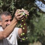 Rabbis for Human Rights files police complaint over Rabbi Lior’s Palestinian olive harvest ruling