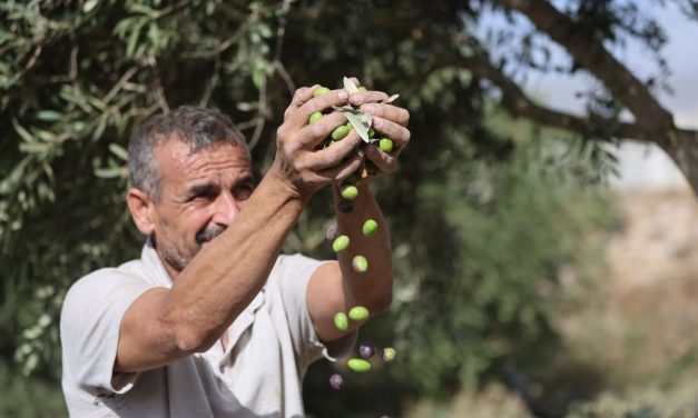Rabbis for Human Rights files police complaint over Rabbi Lior’s Palestinian olive harvest ruling