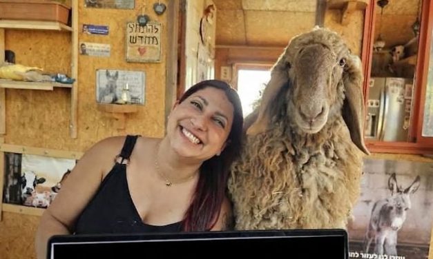 Sharon Cohen | When animals save people