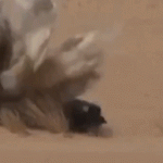 ‘Like Mad Max’: Yemen desert battle footage emerges as Saudi-led airstrikes resume | Watch