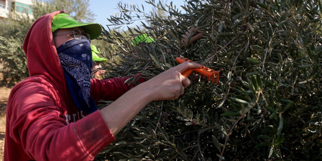 IDF detains NY Democrat Brad Lander and dozens of activists during West Bank harvest trip