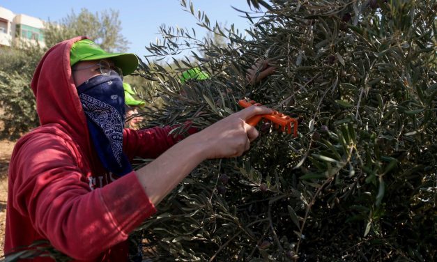 IDF detains NY Democrat Brad Lander and dozens of activists during West Bank harvest trip