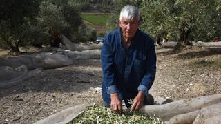 Israel’s olive oil harvest set to nearly double, but farmers warn of a hidden problem