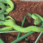 37 venomous snakes and 55 lizards packed into a suitcase: German airport customs left stunned