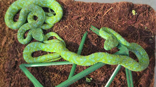 37 venomous snakes and 55 lizards packed into a suitcase: German airport customs left stunned