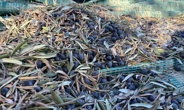 Susannah Schild | The worst deal I make every year for the oldest harvest in the land