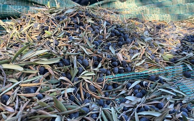 Susannah Schild | The worst deal I make every year for the oldest harvest in the land