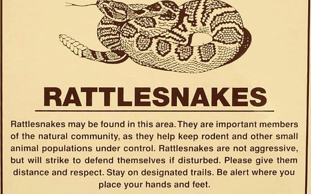 Yossi Feintuch | What Wrong Did the Snake Commit?