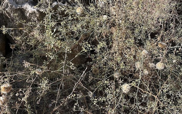 Sharona Margolin Halickman | A Thorny Situation