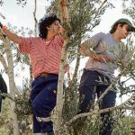 American Jews fly to West Bank to help Palestinian olive harvesters amid settler attacks